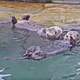 Two rescued otters rest, dreaming of their new careers as League Of Legends streamers.